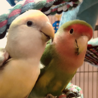 bird_sitting_clients
