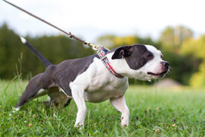 Dog pulling his owner during walk