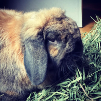 rabbit_sitting_client