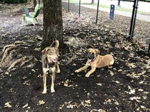 Two dogs at North Hills Dog Park in Raleigh, NC