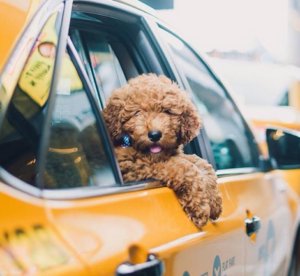 Pet Taxi services by All Critters Petcare