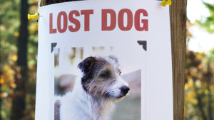 Lost Dog Poster from local pet sitters in raleigh