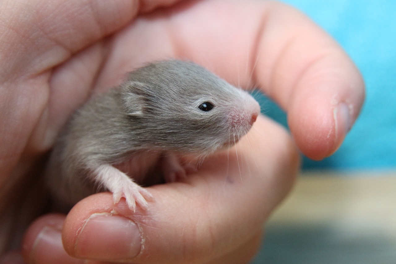 baby syrian hamster