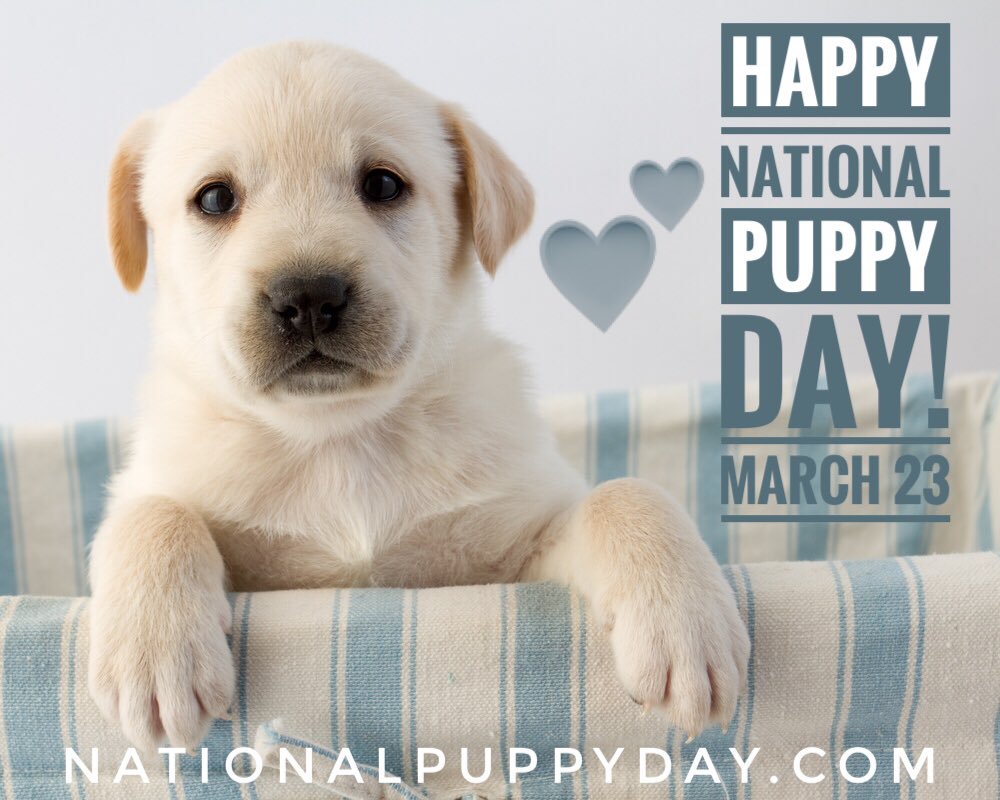 National Puppy Day 2019 Pet Sitters in Raleigh , NC