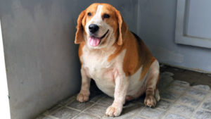 overweight dog