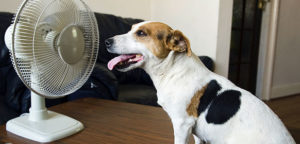 dog cooling off in front of a fan