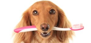 Pet Dental Health Month